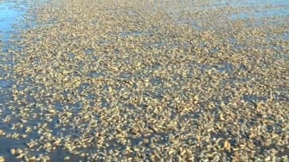 Thousands of molluscs, such as clams and mussels, were found stranded on the island of Chiloe, located in southern Chile, after being infected by a toxic red tide.(photo grabbed from Reuters video) 