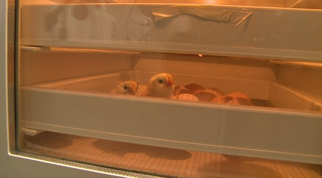 In the basement of Dresden University, German scientists are busy refining a technique that could save millions of fluffy chicks from being shredded to death moments after they hatch. (Photo grabbed from AFP video)