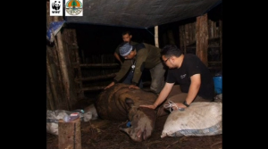 Activists vow to step up conservation efforts to protect endangered animals, following the death of a rare Sumatran rhinoceros.(photo grabbed from Reuters video) 