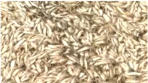 Thousands of dead sardines were found floating on Monday (April 11) along the shores of Queule River in the southern region of Araucania, creating a bizarre scene. Experts are still investigating what caused their demise.(photo grabbed from Reuters video) 