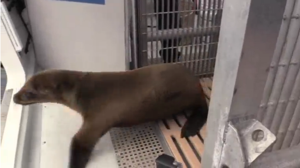 California sea lion pup rescued from restaurant returned to wild(photo grabbed from Reuters video) 