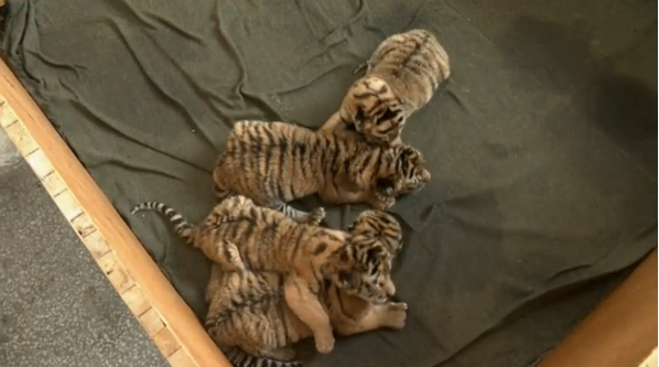 A Siberian tiger gave birth to four cubs on Friday in Siberian Tiger Park in Harbin, northeast China's Heilongjiang Province.(photo grabbed from Reuters video) 