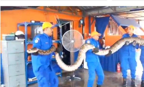 A python caught in Malaysia could be the longest ever recorded.(photo grabbed from Reuters video) 