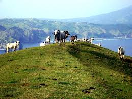 Livestock freely roaming in the green hills in Batanes (Photo courtesy of en.wikipedia.org)