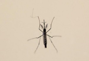 An Aedes aegypti mosquitoe is seen at the Laboratory of Entomology and Ecology of the Dengue Branch of the U.S. Centers for Disease Control and Prevention in San Juan, March 6, 2016. REUTERS/Alvin Baez