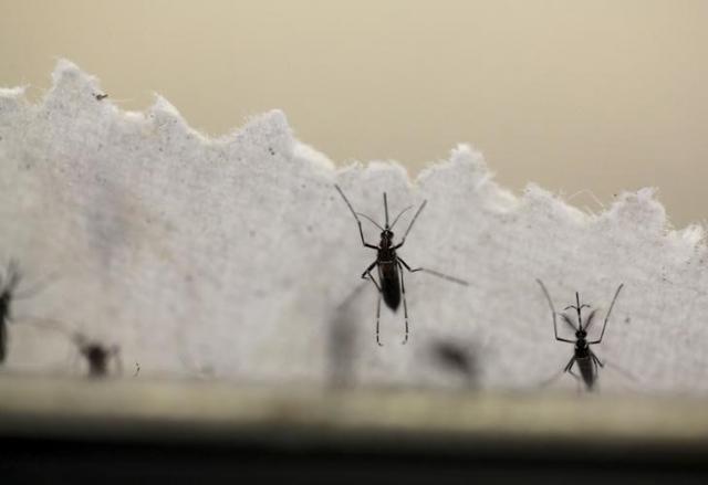 Aedes aegypti mosquitoes are seen at the Laboratory of Entomology and Ecology of the Dengue Branch of the U.S. Centers for Disease Control and Prevention in San Juan, March 6, 2016.  REUTERS/Alvin Baez