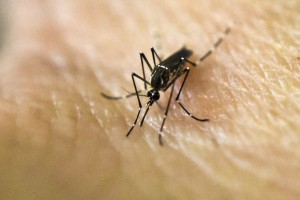 (FILES) This file photo taken on January 25, 2016 shows an Aedes Aegypti mosquito photographed on human skin in a lab of the International Training and Medical Research Training Center (CIDEIM) in Cali, Colombia. / AFP PHOTO / LUIS ROBAYO