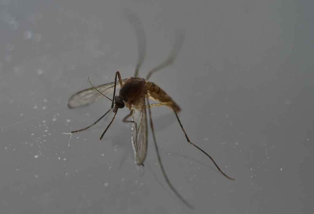 View of a mosquito in Mexico City on May 7, 2016. Researchers have recently discovered the Zika virus in a second mosquito species known as the "Asian Tiger" mosquito, (formally named Aedes albopictus). The species stretches much further north into the United States than the previously known Zika carrying Aedes aegypti species, as stated in the April 21 "Zika - Epidemiological Update" report issued by Pan American Health Organization and the World Health Organization.. / AFP PHOTO / YURI CORTEZ