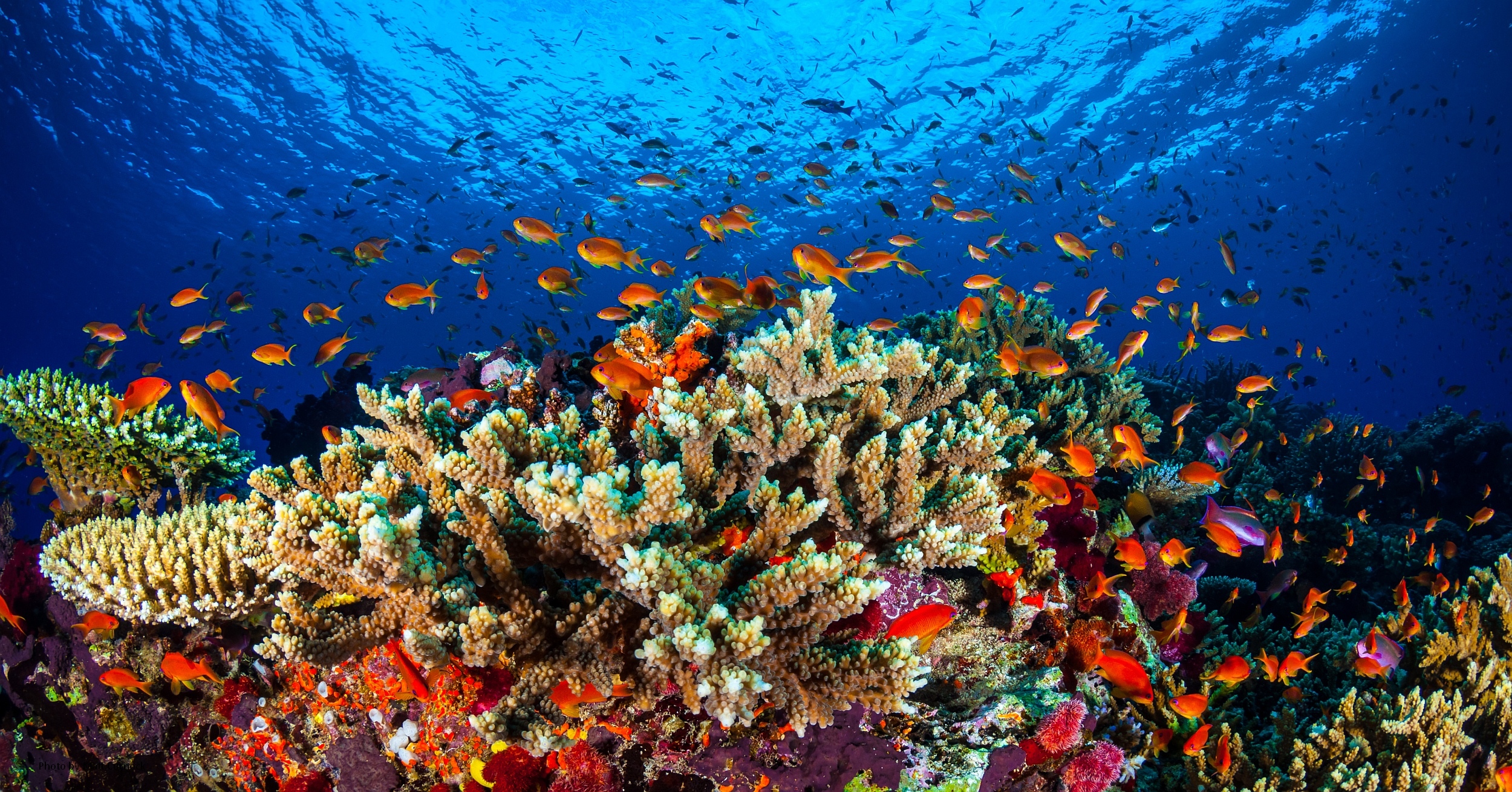 In this undated handout picture taken recieved on May 19, 2016 from James Cook University shows life on the Great Barrier Reef in Queensland.   Australia's Great Barrier Reef could be beyond saving in five years without "now or never" funding to improve water quality as climate change ravages the World Heritage-listed site, scientists warned on May 19, 2016. / AFP PHOTO / JAMES COOK UNIVERSITY / MATT CURNOCK