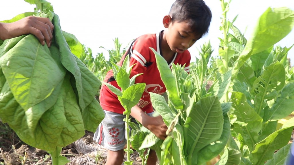This handout picture released by Human Rights Watch and taken on August 23, 2015 shows a 10-year-old boy harvesting tobacco on a farm near Sampang, East Java. / AFP PHOTO / HUMAN RIGHTS WATCH / STR / - EDITORS NOTE - RESTRICTED TO EDITORIAL USE - MANDATORY CREDIT "AFP PHOTO / HUMAN RIGHTS WATCH " - NO MARKETING NO ADVERTISING CAMPAIGNS - DISTRIBUTED AS A SERVICE TO CLIENTS - NO ARCHIVES