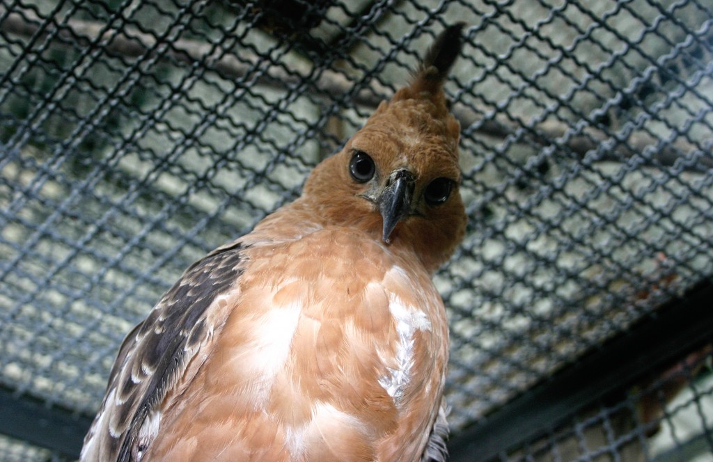 This undated handout picture released by TRAFFIC, the wildlife trade monitoring network, on May 25, 2016 shows one of Indonesias national bird, the Javan Hawk-eagle, found in Sundaic Indonesia. Thirteen species of Indonesian birds, including the country's national bird the Javan Hawk-eagle, are at serious risk of extinction mainly due to the pet trade, a wildlife watchdog warned. AFP PHOTO / TRAFFIC, the wildlife trade monitoring network  / AFP PHOTO / TRAFFIC / TRAFFIC, THE WILDLIFE TRADE MONI / - EDITORS NOTE - RESTRICTED TO EDITORIAL USE - MANDATORY CREDIT "AFP PHOTO / TRAFFIC, the wildlife trade monitoring network" - NO MARKETING NO ADVERTISING CAMPAIGNS - DISTRIBUTED AS A SERVICE TO CLIENTS - NO ARCHIVES