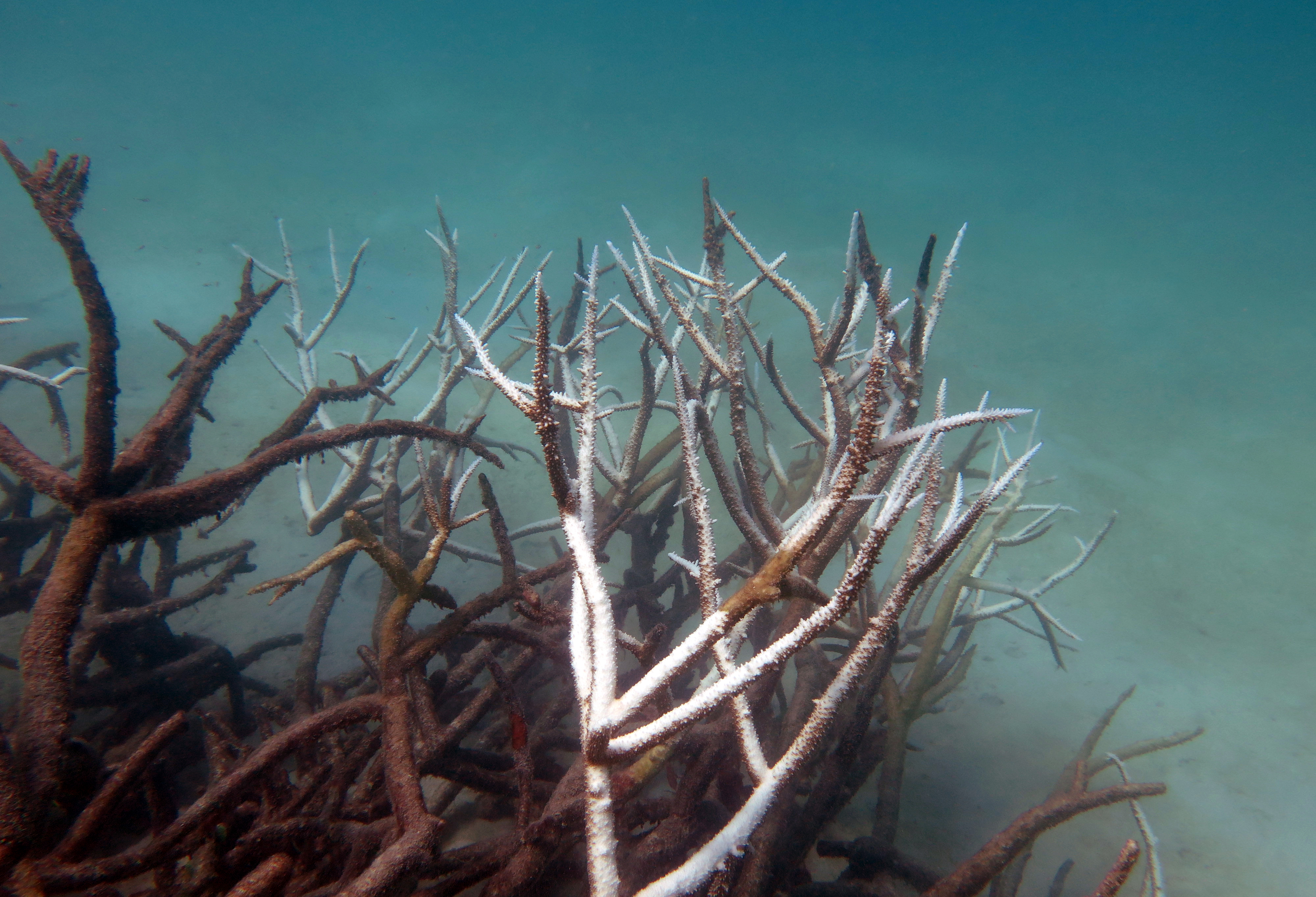 AUSTRALIA-ENVIRONMENT-CLIMATE-REEF-SCIENCE-CONSERVATION