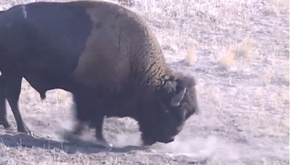 Obama signs law making bison the national mammal of the United States(photo grabbed from Reuters video) 