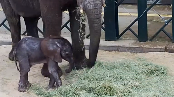 Dallas Zoo marks the birth of a new African elephant weighing 175-pounds (79 kilograms).(photo grabbed from Reuters video)