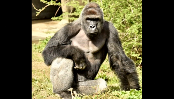 A three year old boy is rescued from the grip of a gorilla, after he falls into the gorilla's enclosure at the Cincinnati Zoo, in Ohio.(photo grabbed from Reuters video) 