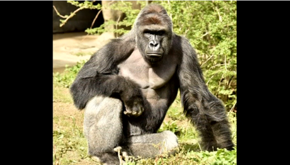 A three year old boy is rescued from the grip of a gorilla, after he falls into the gorilla's enclosure at the Cincinnati Zoo, in Ohio.(photo grabbed from Reuters video)