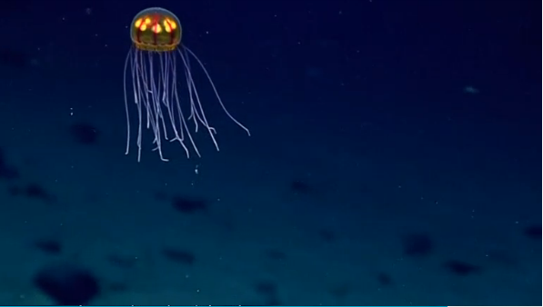 Ocean researchers near Micronesia film jellyfish at extreme depths.(photo grabbed from Reuters video) 