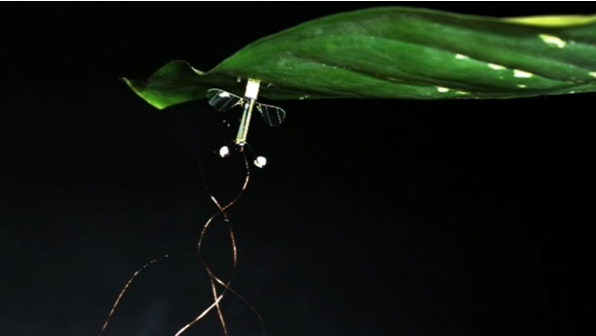 Engineers at Harvard University have given their robotic bee the ability to perch like a butterfly. The upgrade saves the tiny robots energy and brings the deployment of a new miniature class of search and rescue drones one step closer to reality(photo grabbed from Reuters video) 