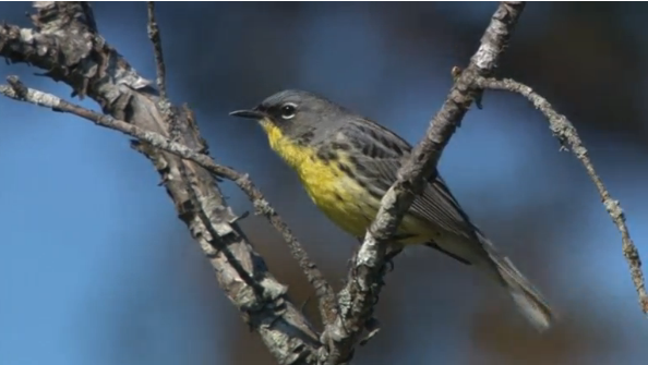 Declining bird populations are a harbinger of things to come for other populations and a clear indicator of the impact of global warming, says Dr. Eduardo Inigo-Elias of the Cornell Lab of Ornithology(photo grabbed from Reuters video) 