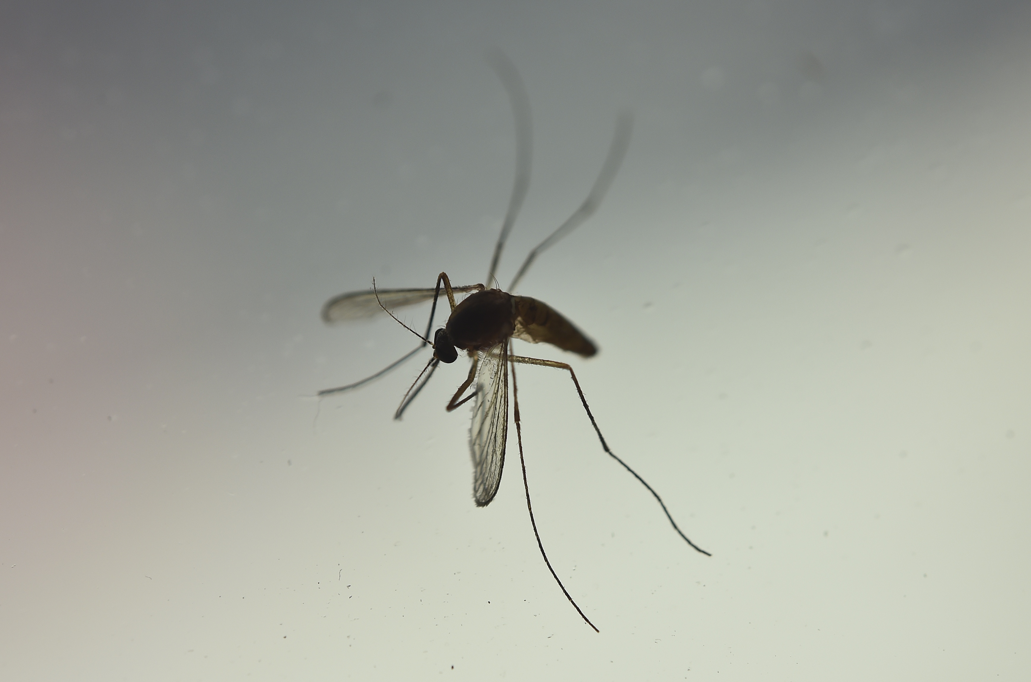 View of a mosquito in Mexico City on May 7, 2016.  Researchers have recently discovered the Zika virus in a second mosquito species known as the "Asian Tiger" mosquito, (formally named Aedes albopictus). The species stretches much further north into the United States than the previously known Zika carrying Aedes aegypti species, as stated in the April 21 "Zika - Epidemiological Update" report issued by Pan American Health Organization and the World Health Organization..  / AFP PHOTO / YURI CORTEZ