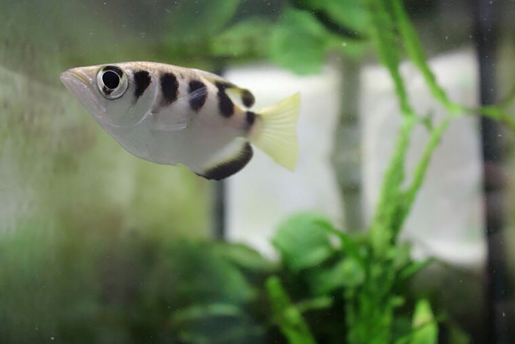 This undated photo handout on June 7, 2016 by Oxford University shows an archerfish in its aquarium at a laboratory in Oxford. Fish can tell one human face from another despite lacking a part of the brain that mammals and birds use for this task, scientists said on June 7, 2016. This long-hidden ability was demonstrated in experiments with archerfish -- a tropical species best known for spitting jets of water to shoot insect prey out of the air.  / AFP PHOTO / CAITLIN NEWPORT / RESTRICTED TO EDITORIAL USE - MANDATORY CREDIT "AFP PHOTO /OXFORD UNIVERSITY / CAITLIN NEWPORT" - NO MARKETING NO ADVERTISING CAMPAIGNS - DISTRIBUTED AS A SERVICE TO CLIENTS