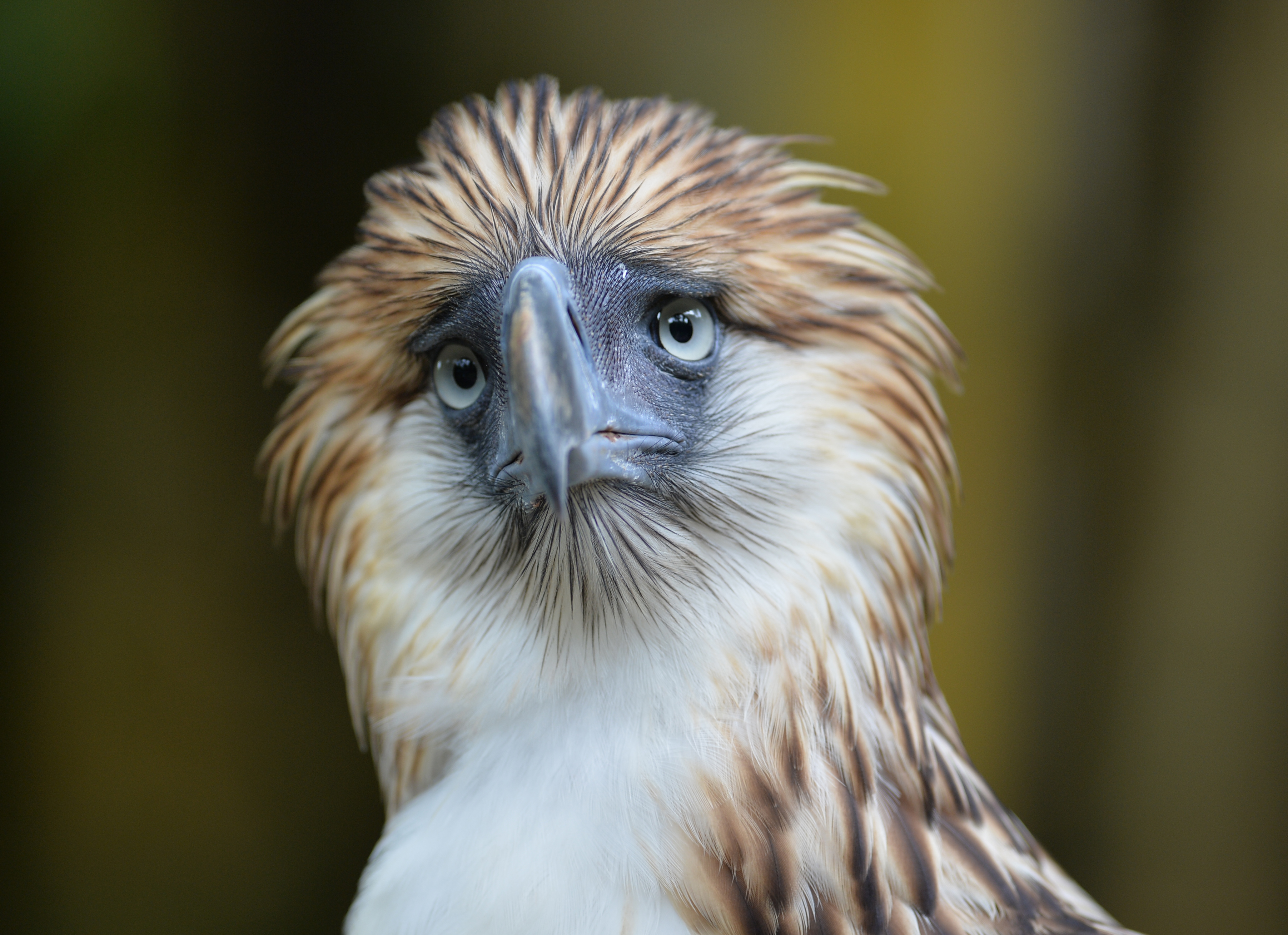 This photo taken on February 17, 2016 shows a Philippine eagle inside an inclosure at the Philiippine Eagle Foundation (PEF) center in Davao City, in southern island of Mindanao. Tropical rainforest destruction and relentless hunting have decimated the population of the majestic bird -- one of the world's biggest and most powerful -- with just hundreds believed to be left in the wild. / AFP PHOTO / TED ALJIBE / TO GO WITH AFP STORY: Philippines-environment-animal-eagle, FEATURE by Karl Malakunas