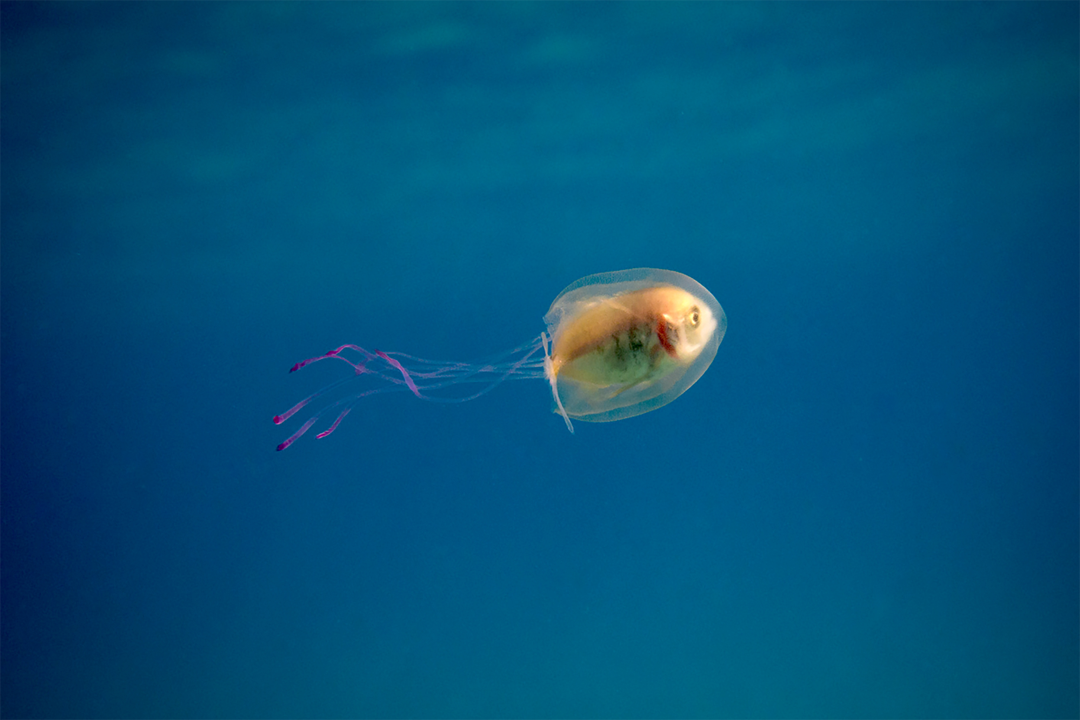 This undated handout picture taken by Tim Samuel and provided through his instagram account www.instagram.com/timsamuelphotography shows a small fish swimming inside the belly of a jellyfish off the coast of Byron Bay in New South Wales, eastern Australia. A fish has been pictured swimming inside a jellyfish off Australia's east coast in a remarkable and rare image that has gone viral, with more than two million online views. Underwater photographer Tim Samuel was in the water with a friend near popular tourist resort Byron Bay in December when they came across the little creature trapped inside the only slightly larger jellyfish. / AFP PHOTO / www.instagram.com/timsamuelphotography / Tim Samuel Photography / ----EDITORS NOTE ----RESTRICTED TO EDITORIAL USE MANDATORY CREDIT " AFP PHOTO / TIM SAMUEL/WWW.INSTAGRAM.COM/TIMSAMUELPHOTOGRAPHY" NO MARKETING NO ADVERTISING CAMPAIGNS - DISTRIBUTED AS A SERVICE TO CLIENTS- NO ARCHIVES