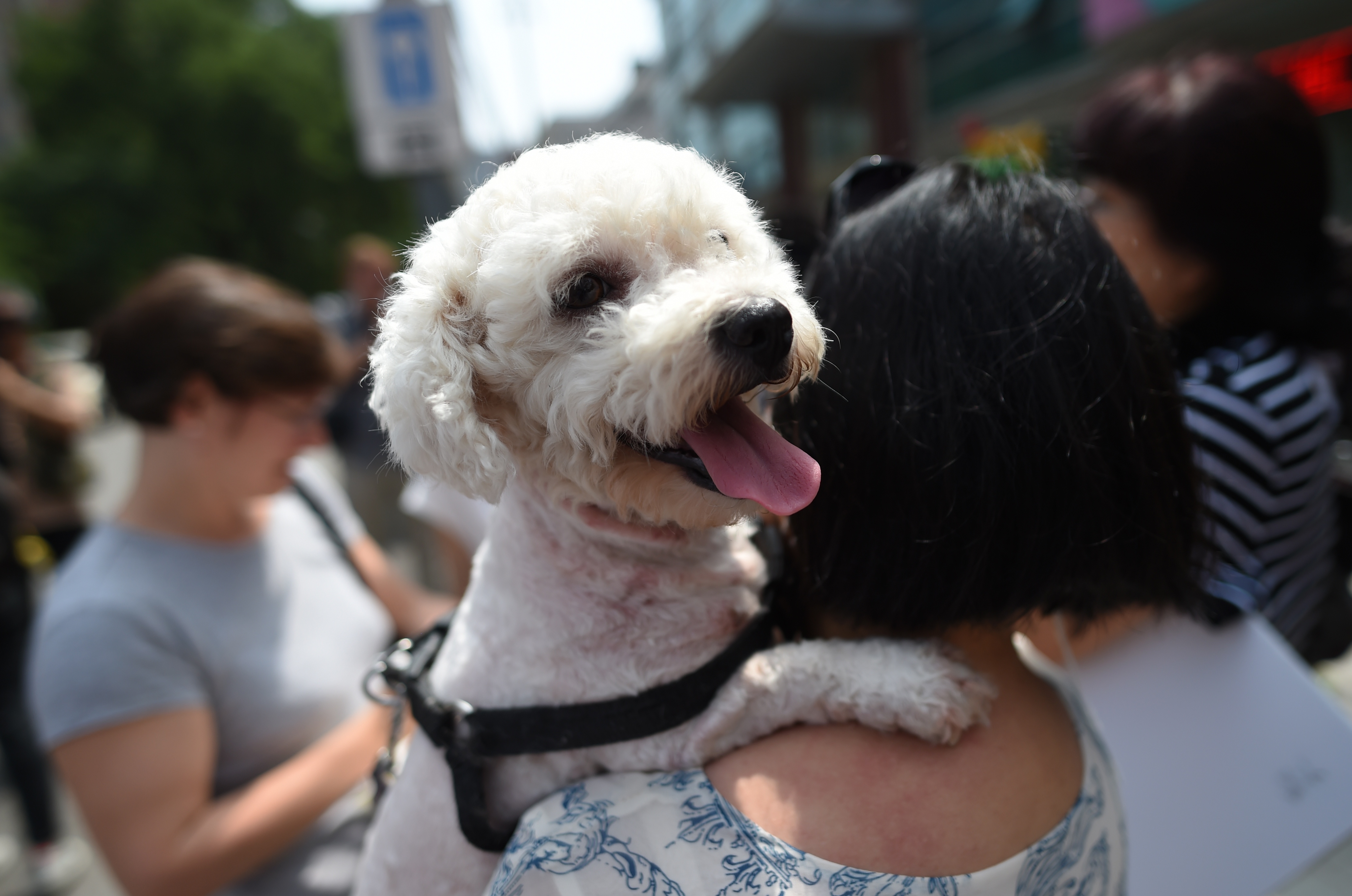 An animal activist carries her dog outside the Yulin government office in Beijing on June 10, 2016.  A group of Chinese and international animal activists presented a petition signed by 11 million people calling on authorities to end the annual Yulin dog meat festival. The activists claim thousands of dogs, many of the them stolen from pet owners, are slaughtered each year for the  festival, which begins in the southern city of Yulin on June 21. / AFP PHOTO / GREG BAKER