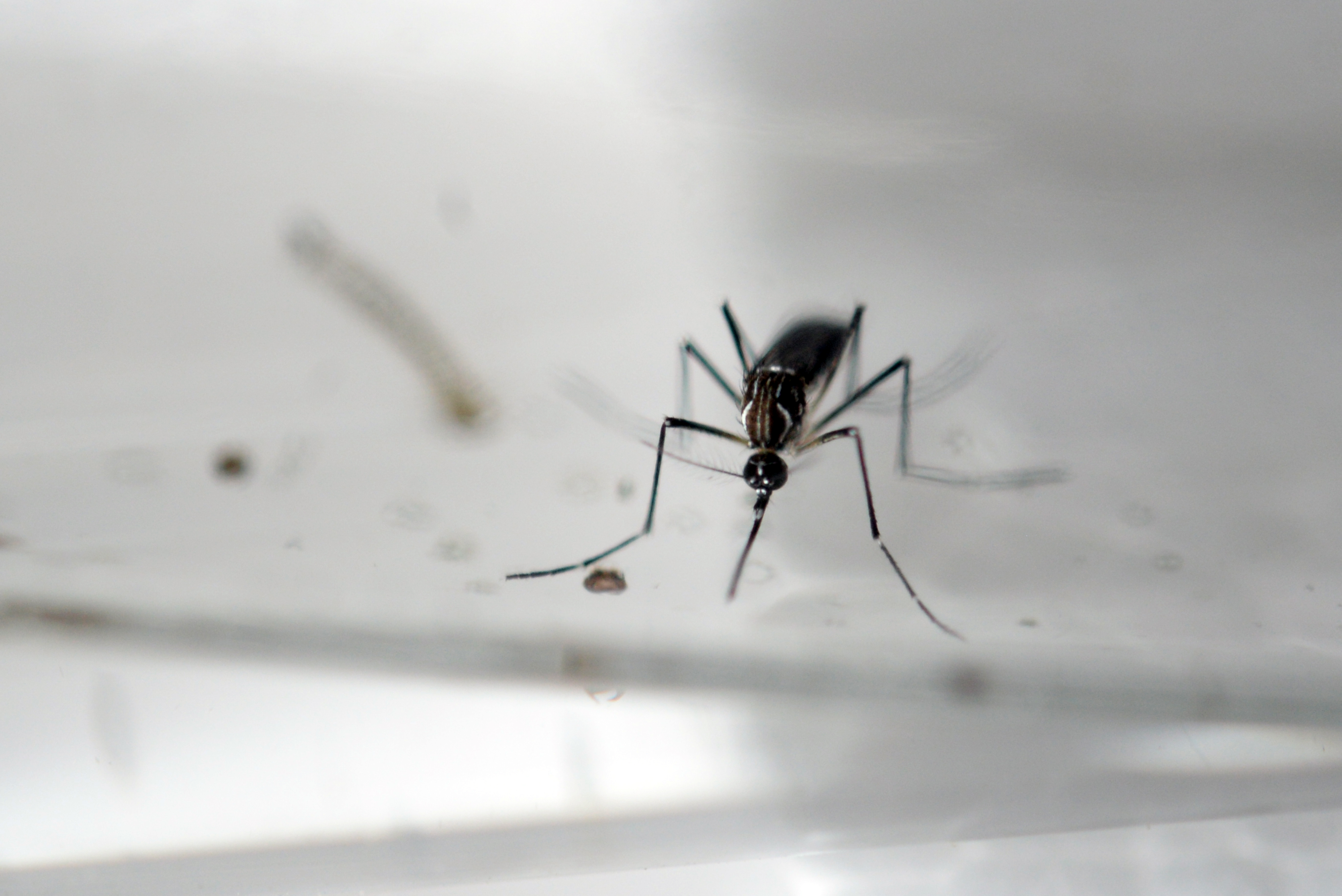 (FILES) This file photo taken on January 27, 2016 shows an Aedes Aegypti mosquito being photographed in a laboratory of control of epidemiological vectors in San Salvador. European scientists announced on June 23, 2016 they had discovered antibodies which attack Zika, a step they hope will pave the way for a protective vaccine against the brain-damaging virus. The antibodies -- frontline soldiers in the immune system -- "efficiently neutralise" Zika in human cells in lab dishes, and are also effective against its cousin virus dengue, the team reported. / AFP PHOTO / MARVIN RECINOS