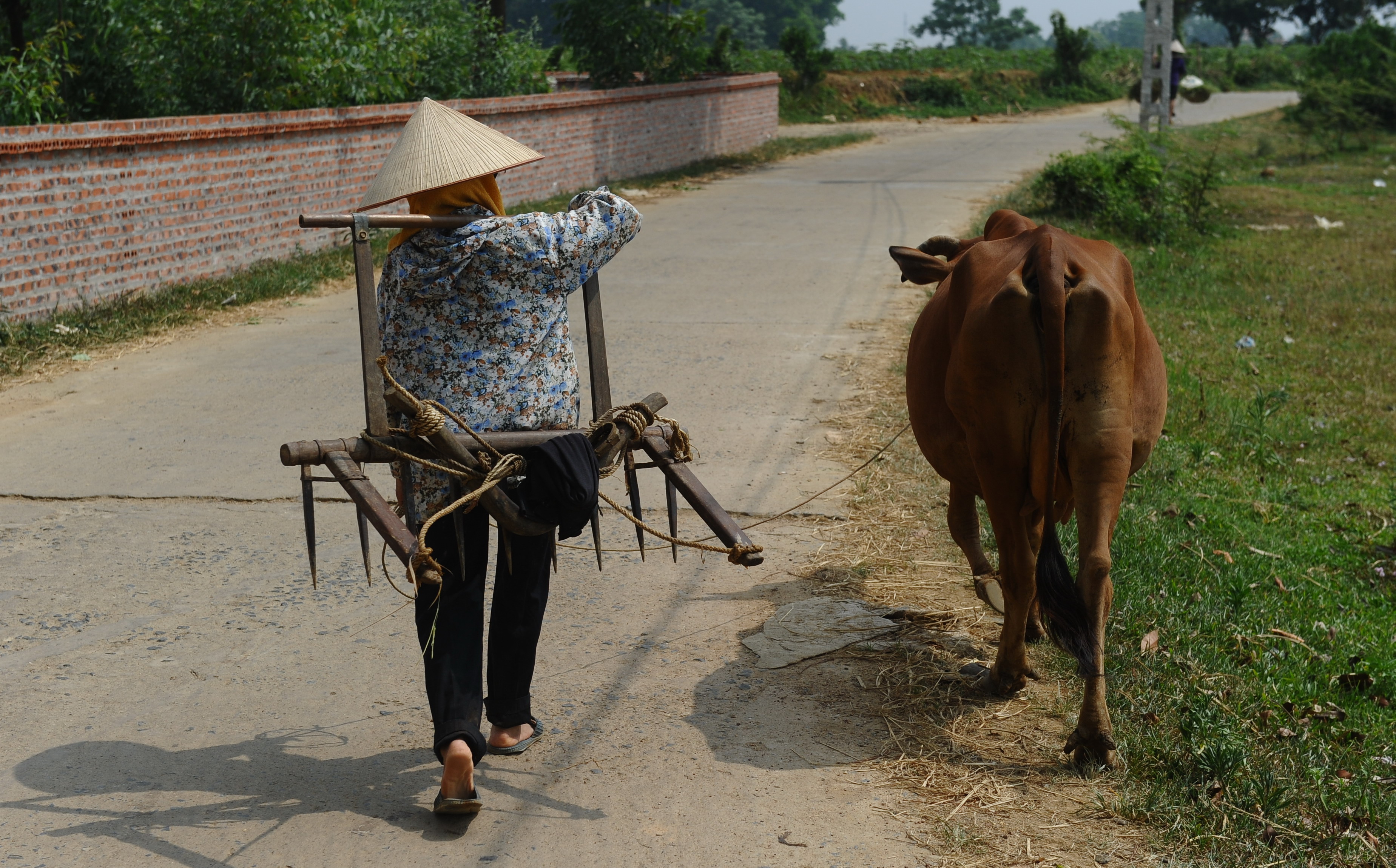 In this picture taken on June 26, 2016, a farmer carrying a traditional plough walks home with her cow after labouring on her family field on the outskirts of Hanoi. / AFP PHOTO / HOANG DINH NAM