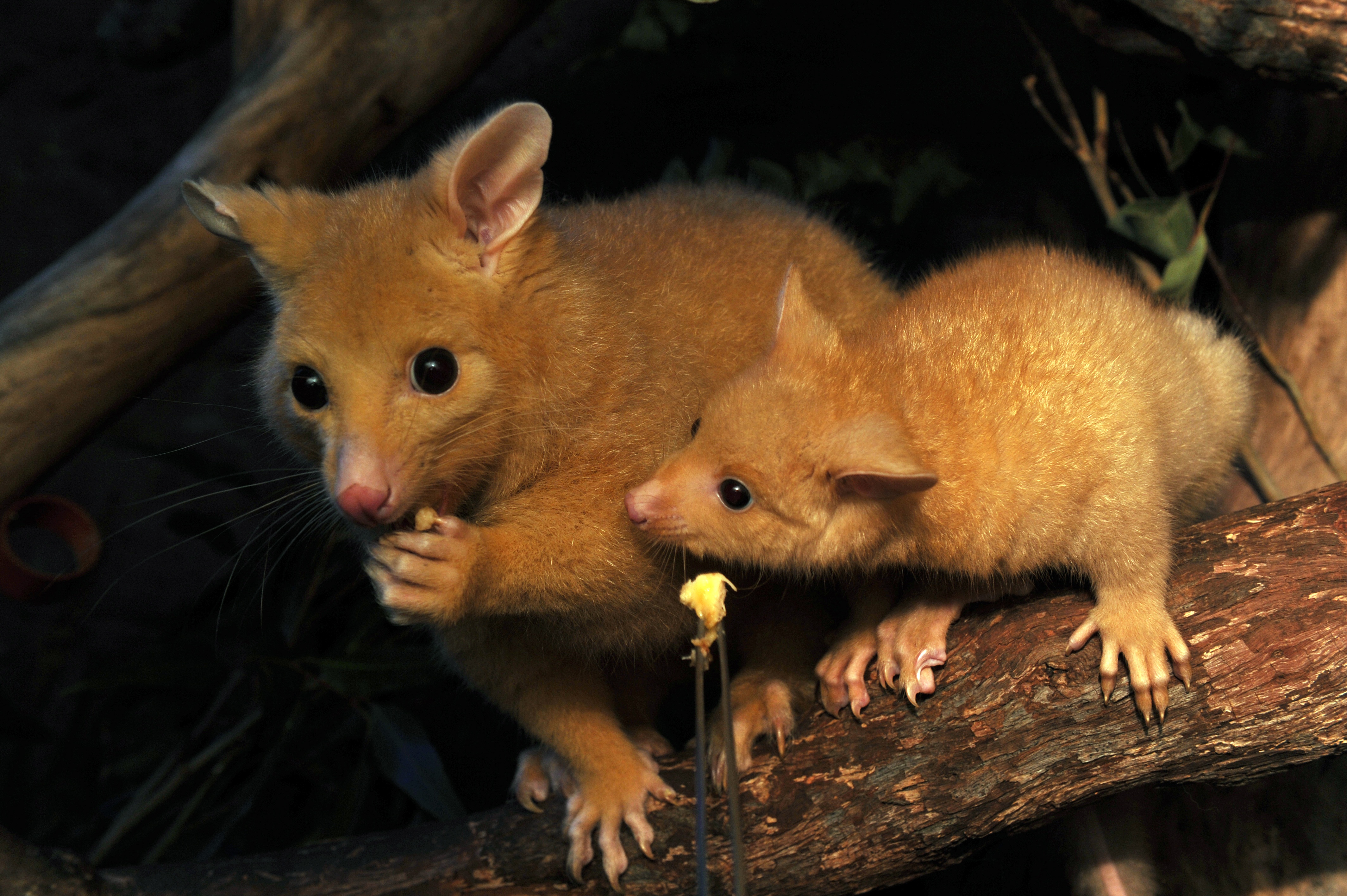 A five months of old male baby golden brushtail possum named Cooper (R) is fed by a caretaker while his mother named Cascade eats at the Wild Life zoo in Sydney's central district on September 14, 2012. Joey's birth in April is the fourth succesful captive breeding program by Wild Life on the rare golden brushtail possum whose unique color is due to low levels of melanin in their skin and makes them highly visible to predators in the Australian wilds. AFP PHOTO / ROMEO GACAD / AFP PHOTO / ROMEO GACAD