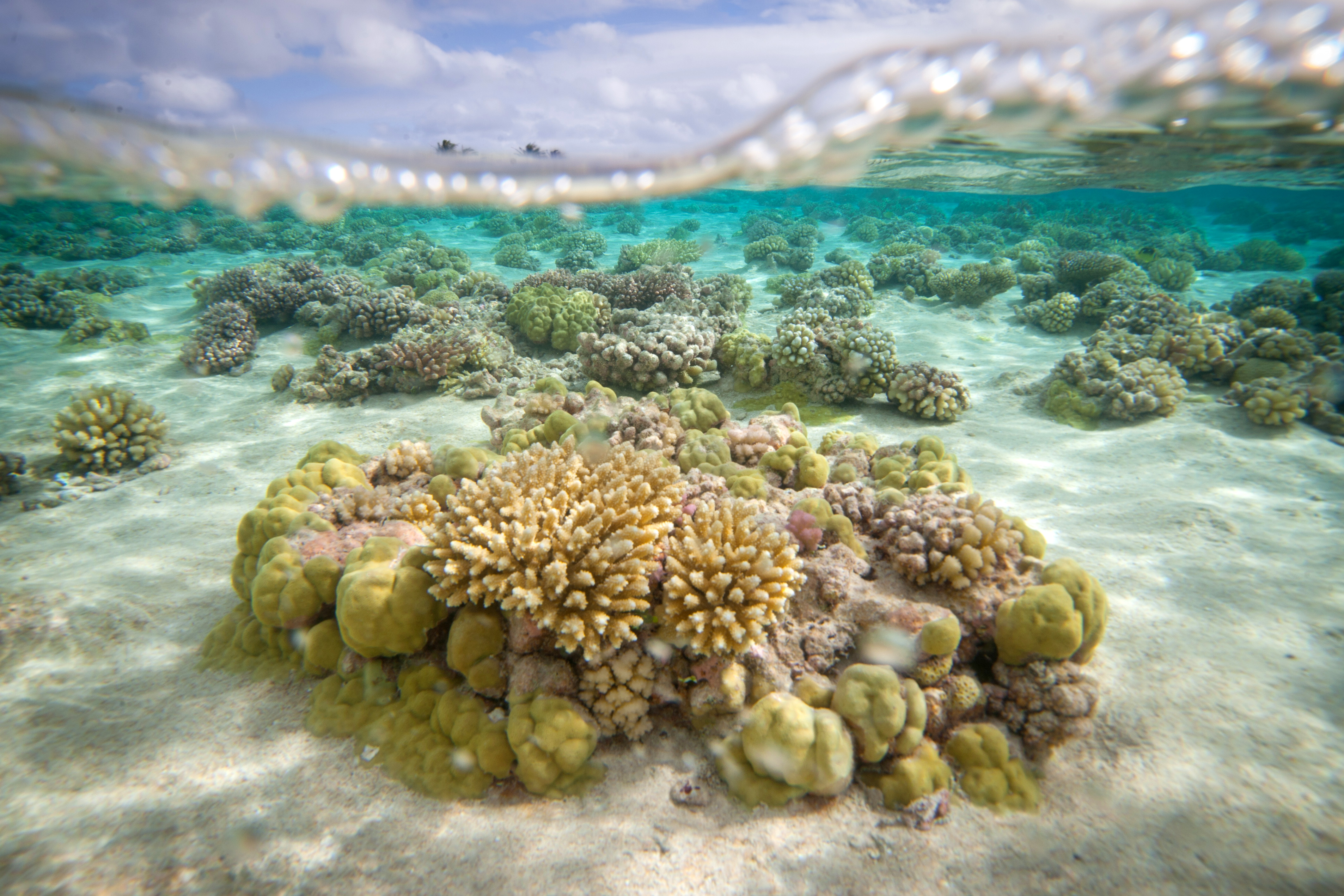A picture shows coral reefs in the lagoon of the Toau atoll, about 400 kilometres (250 miles) from Tahiti in the Tuamotu Archipelago in the French polynesia, on October 18, 2015. AFP PHOTO / GREGORY BOISSY / AFP PHOTO / GREGORY BOISSY