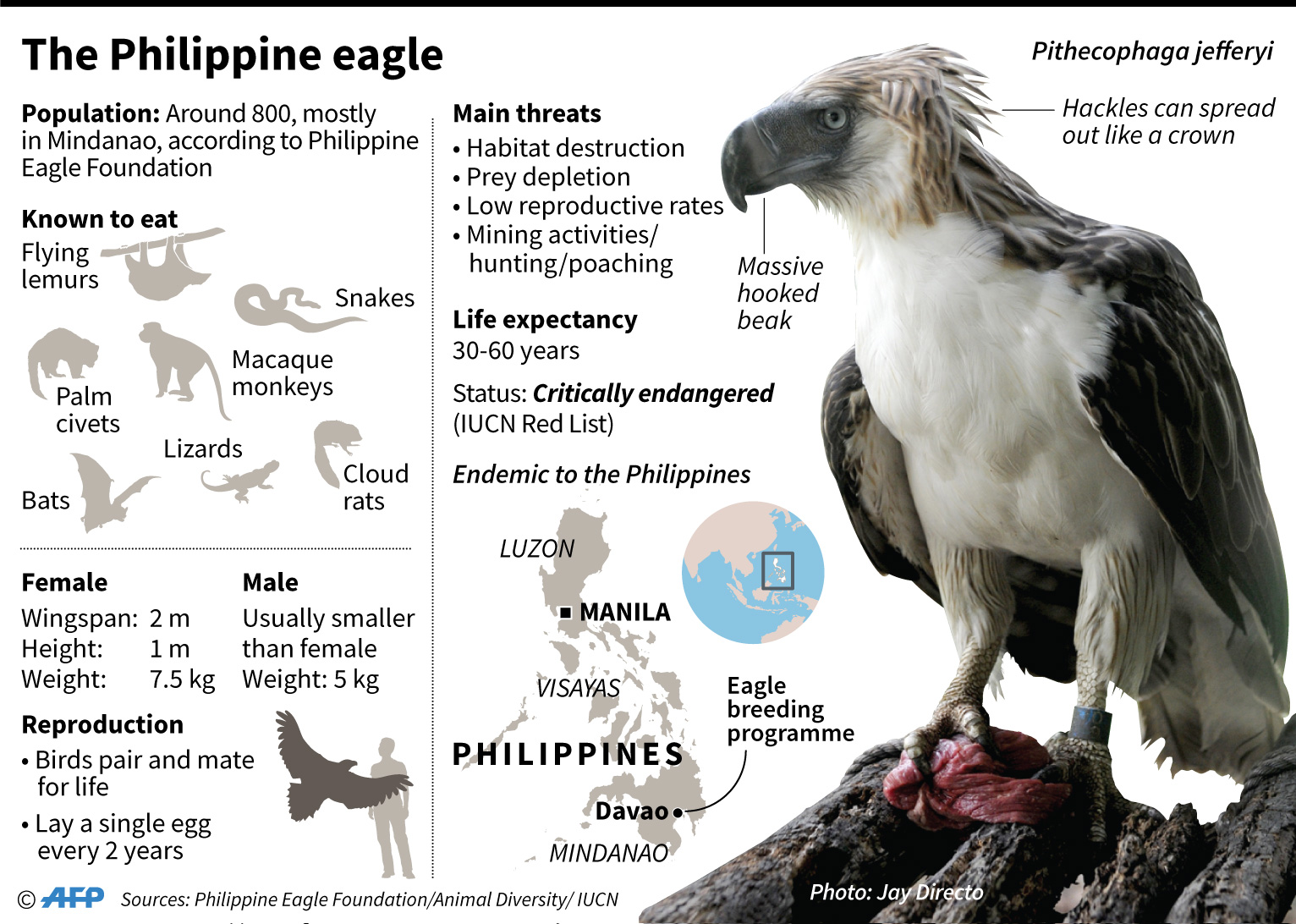 Factfile on the endangered Philippine eagle