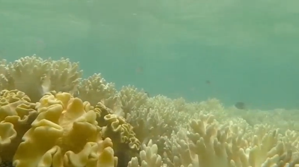 Australian Prime Minister Malcolm Turnbull has pledged $1 billion in assistance for the ailing Great Barrier Reef if his government is re-elected next month.(photo grabbed from Reuters video) 