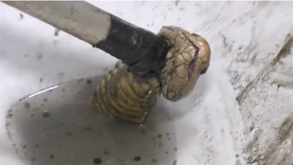 A Thai man narrowly escapes a snake attack as a cobra emerged from his toilet bowl in the second such incident reported in Thailand in about two weeks.(photo grabbed from Reuters video) 