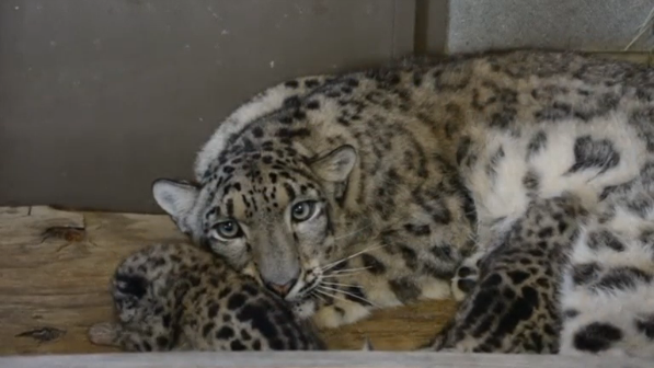 New video footage has been released for the first time of a pair of one month old snow leopard cubs born to the Metro Richmond Zoo in Virginia.(photo grabbed from Reuters video) 
