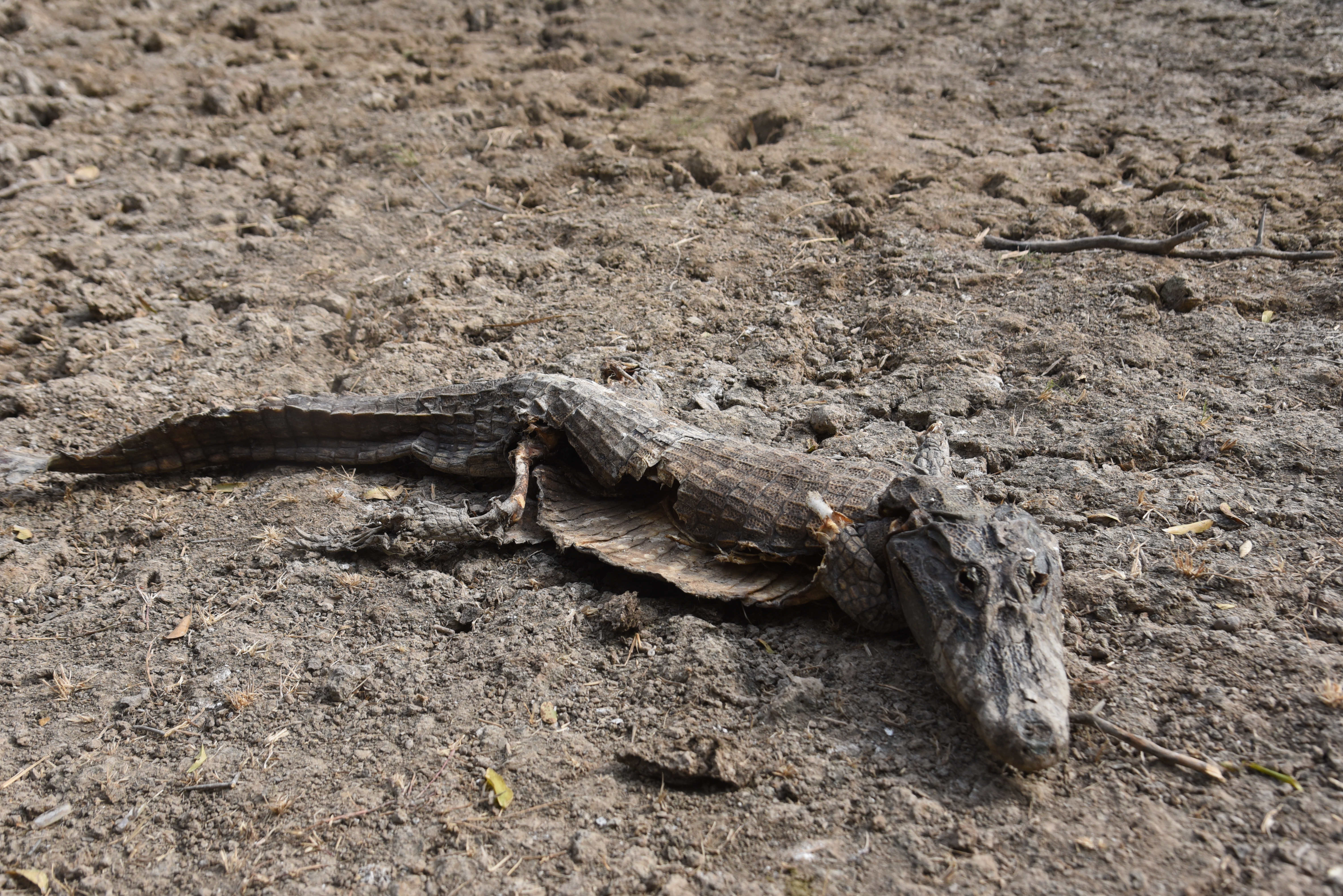 A dead caiman is seen in a pond that is not receiving water from the Pilcomayo river on the border between Paraguay and Argentina, in General Diaz, Paraguay on June 24, 2016.  the area is facing its worst drought in almost two decades. / AFP PHOTO / NORBERTO DUARTE