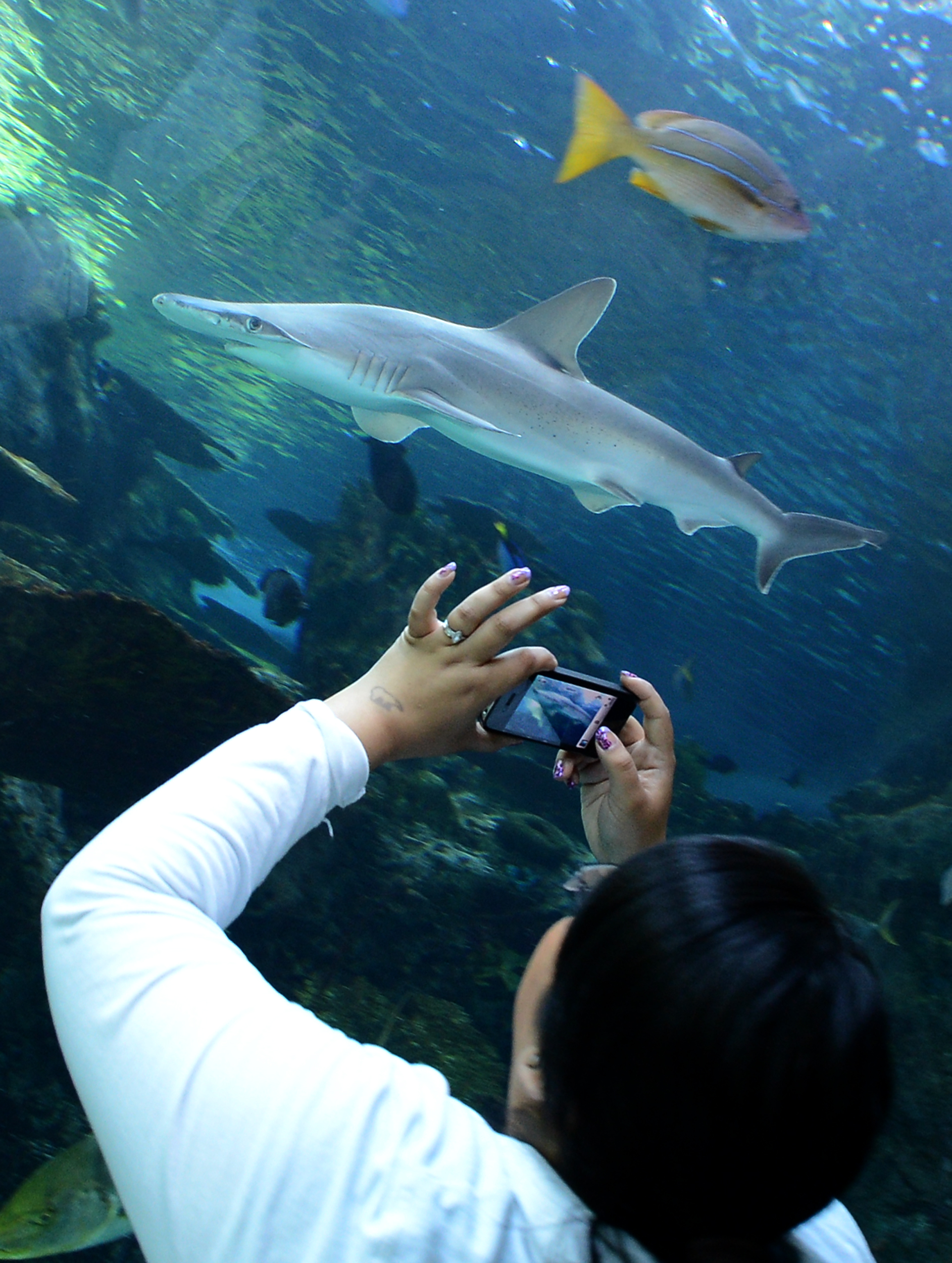 (FILES) This file photo taken on April 26, 2012 shows a visitor taking pictures a Whitetip Reef shark at the Aquarium of the Pacific in Long Beach, California. In California, a shark fin that moves through the surface of the water is not just reminiscent of "Jaws," the presence of these predators is at a record level from the past thirty years near the shores of Los Angeles. / AFP PHOTO / JOE KLAMAR / TO GO WITH AFP STORY by Véronique DUPONT, US-animal-environment-tourism-ocean