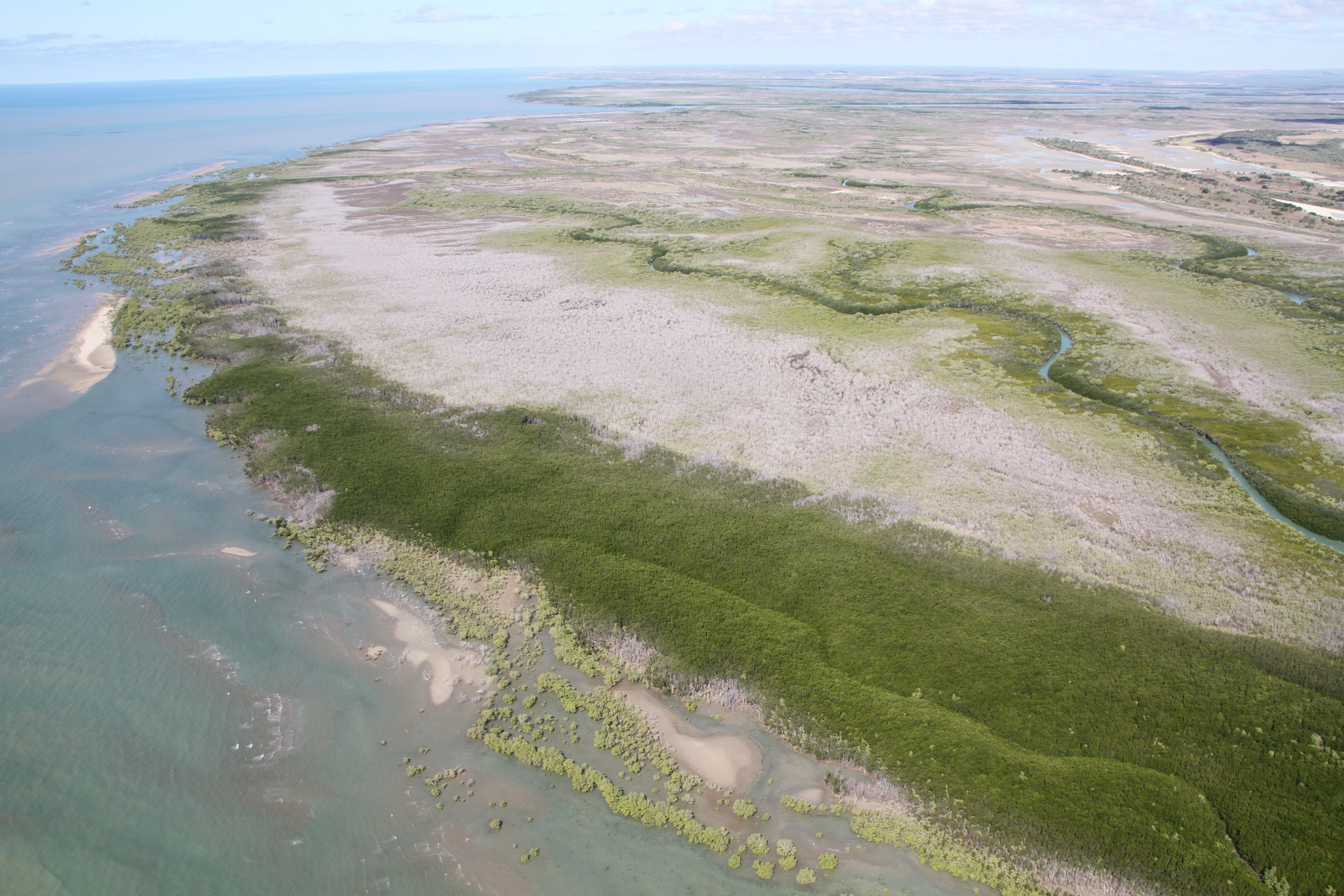 This undated handout photo released by James Cook University on July 11, 2016 shows a vast area of dead mangroves in the Gulf of Carpentaria, in Australia's remote north. Thousands of hectares of mangroves in Australia's remote north have died, scientists said on July 11, with climate change the likely cause. Some 7,000 hectares (17,300 acres), or nine percent of the mangroves in the Gulf of Carpentaria, perished in just one month according to researchers from Australia's James Cook University, the first time such an event has been recorded.  / AFP PHOTO / JAMES COOK UNIVERSITY / STR / --- EDITORS NOTE --- RESTRICTED TO EDITORIAL USE - MANDATORY CREDIT "AFP PHOTO / JAMES COOK UNIVERSITY" - NO MARKETING NO ADVERTISING CAMPAIGNS - DISTRIBUTED AS A SERVICE TO CLIENTS - NO ARCHIVES