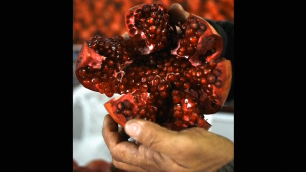 Tests on worms and mice have shown that intestinal bacteria transforms a molecule contained in pomegranates to dramatically slow down the ageing of muscles. Scientists from Swiss research institute EPFL have established a start-up company, Amazentis SA, to develop their research into a medicine to help counteract age related muscle decline. (Photo  captured from Reuters video)