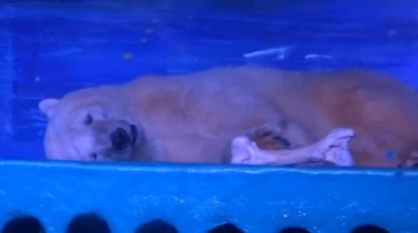 More than 330,000 signatures have been collected for a petition calling for the closure of a Chinese aquarium where polar bears and many other animals are being held, charity Animals Asia reports. (Photo captured from Reuters video)