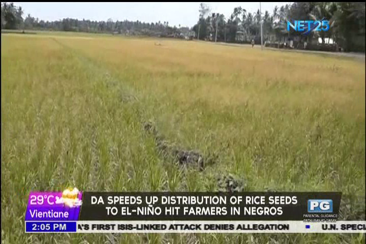 DA speeds up distribution of rice seeds to El-Niño hit farmers in Negros