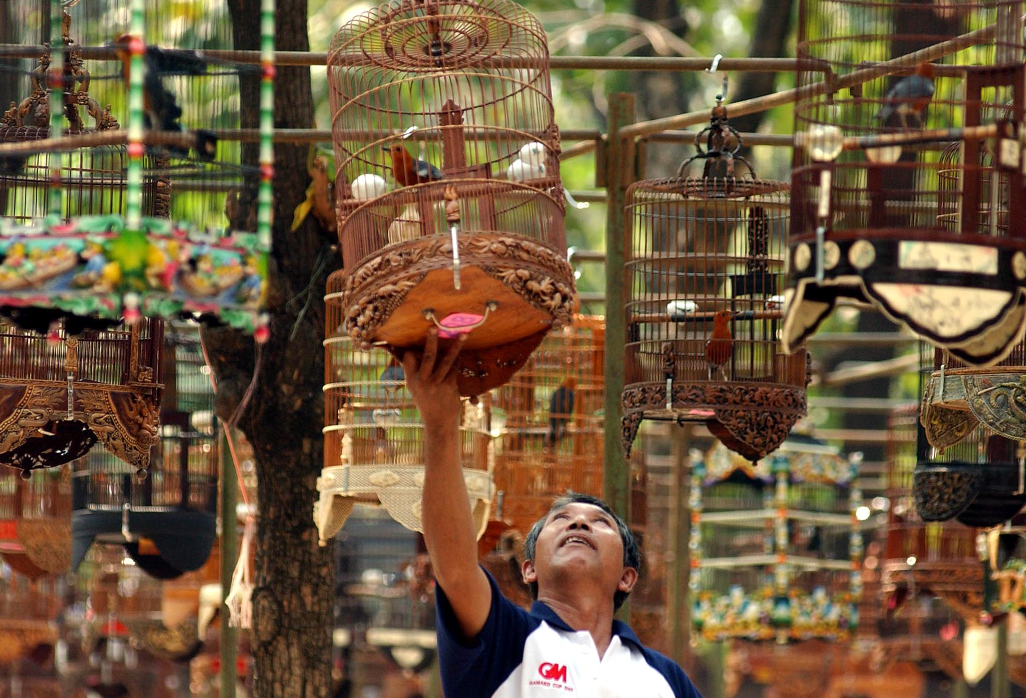 An Indonesian bird lover tries to coaxe his bird to sing during a singing bird contest involving more than 5,000 birds from some 40 species held at Jakarta's sprawling Ancol recreation park 30 June 2002 as part of events to mark the Indonesian capital's 475 anniversary. Singing birds are very much appreciated in Indonesia with some champion birds fetching thousands of dollars on the market.  AFP PHOTO/Weda / AFP PHOTO / WEDA