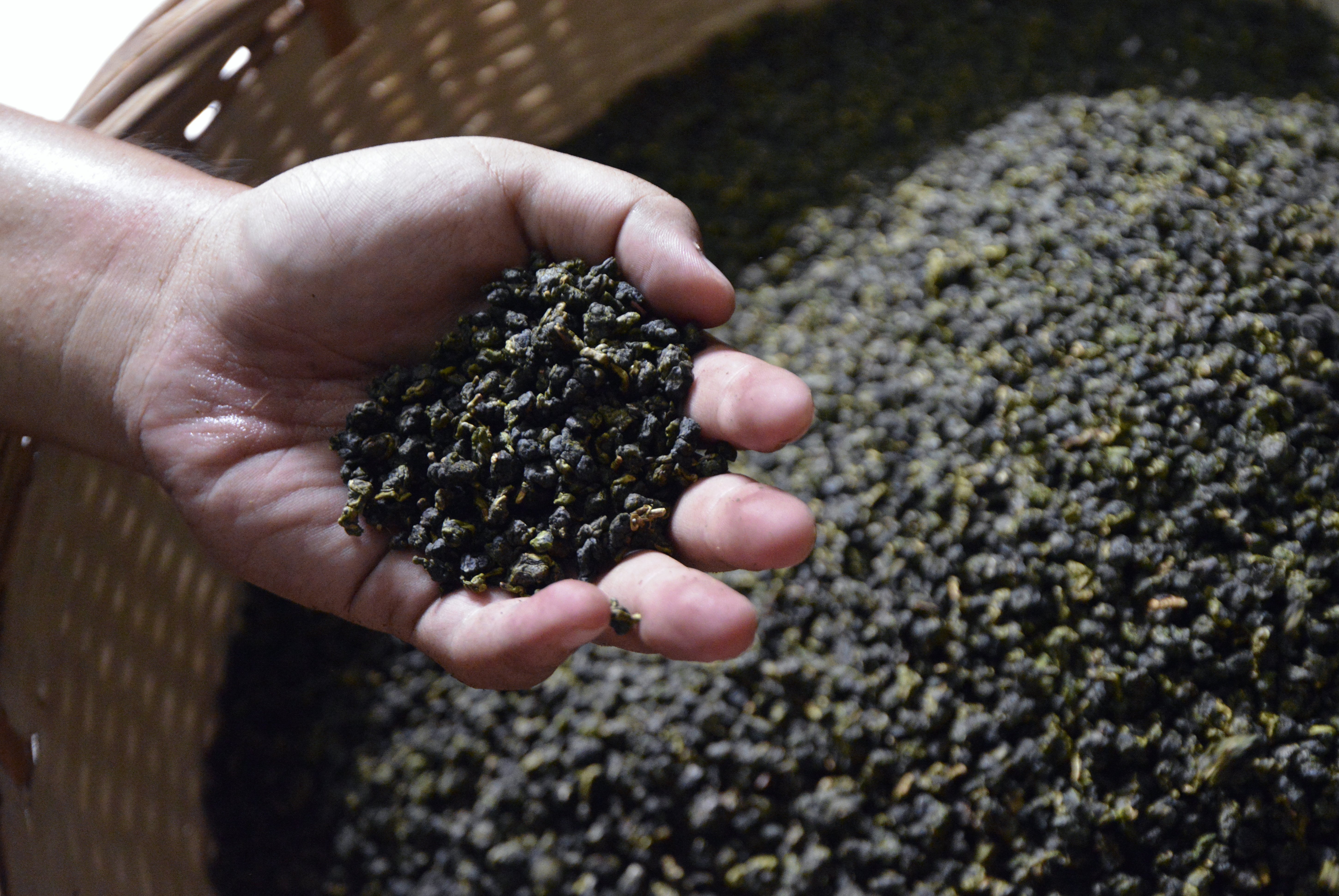 In this picture taken on July 20, 2016, a tea maker of Lin Hua Tai Tea holds tea in his hand at the tea factory in Taipei. Cheap instant "bubble tea" has become one of Taiwan's best-known culinary exports -- now a new wave of entrepreneurs hopes a high-end modern take on traditional brews will also be sipped worldwide. Taiwan has been producing tea for more than 200 years and a cup of the island's famous oolong is obligatory for many visitors, but exports have been knocked by rising labour costs and bubble tea has eclipsed a carefully crafted cuppa  / AFP PHOTO / SAM YEH / TO GO WITH AFP STORY "TAIWAN-LIFESTYLE-BUSINESS-TEA", Feature by Amber WANG