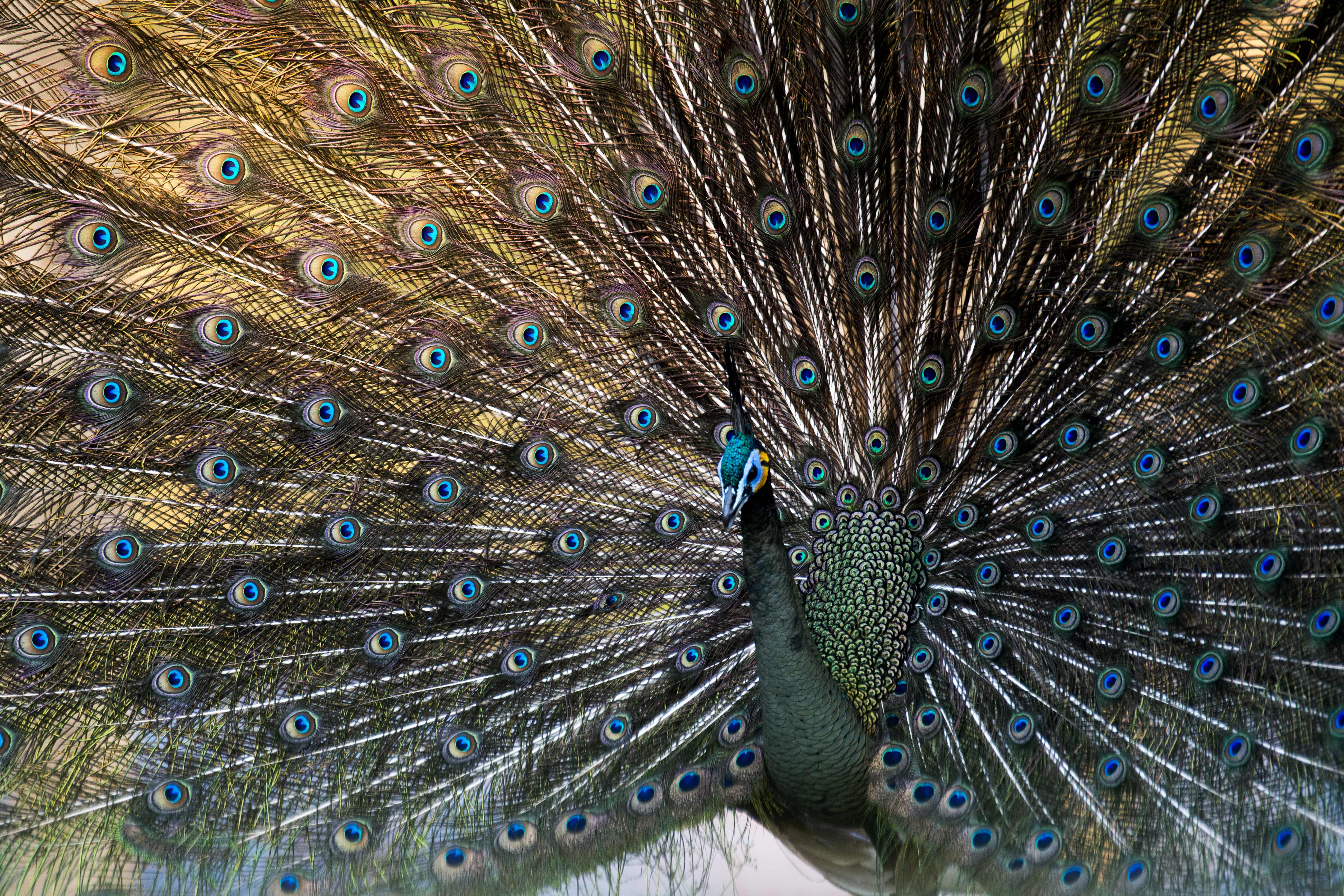 This picture taken on Jan 29, 2015 shows a male peacock displaying his feathers at the Hlawga National Park, in Mingaladon, some 22 miles (35 km) north of Yangon. Embraced by kings and freedom fighters alike, Myanmar's peacocks have long been a national symbol of pride and resistance -- but they are becoming ever harder to spot in the wild. / AFP PHOTO / YE AUNG THU