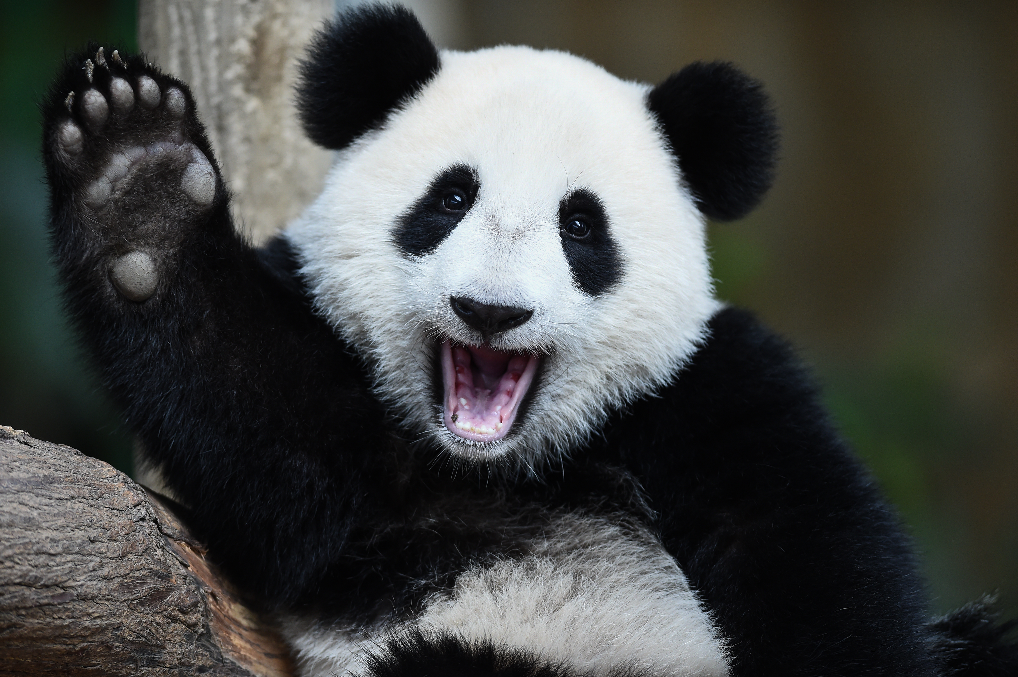 One-year-old female giant panda cub Nuan Nuan reacts inside her enclosure during joint birthday celebrations for the panda and its ten-year-old mother Liang Liang at the National Zoo in Kuala Lumpur on August 23, 2016. Giant pandas Liang Liang, aged 10, and her Malaysian-born cub Nuan Nuan, 1, were born on August 23, 2006 and August 18, 2015 respectivetly. / AFP PHOTO / MOHD RASFAN