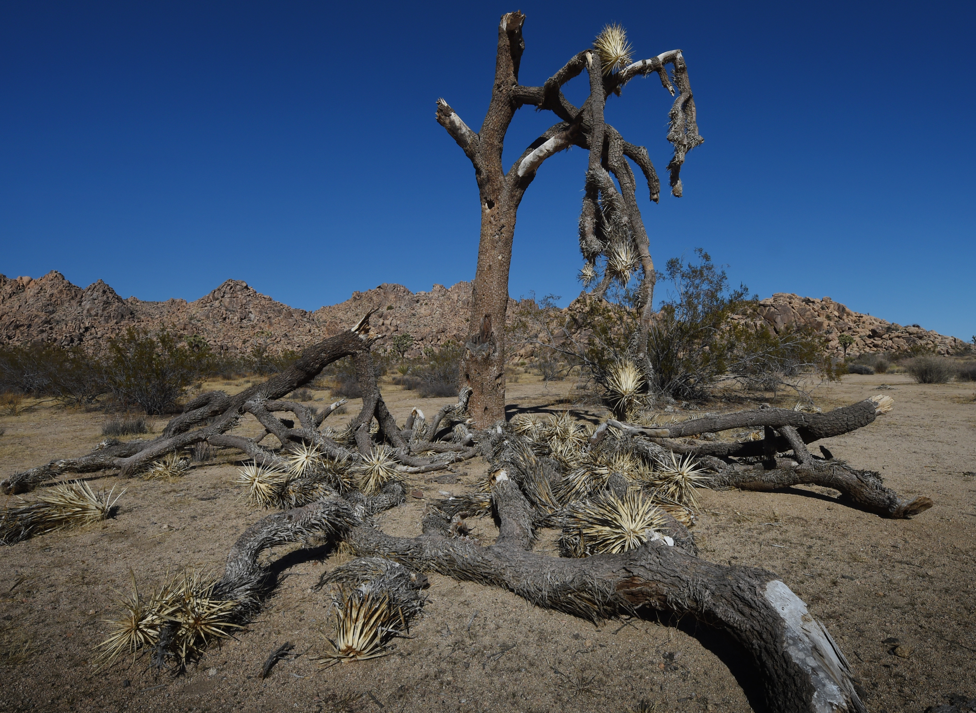 (FILES) This file photo taken on November 22, 2015 shows a dying Joshua Tree as the drought affects the state in Joshua Tree National Park, California. A warming planet might not dry out Earth as much as previously believed, because plants will become less thirsty as carbon dioxide in the atmosphere rises, researchers said on August 29, 2016. Previous studies have projected that more than 70 percent of the planet will experience more drought as carbon-dioxide levels quadruple from pre-industrial levels over about the next 100 years, said the report in the Proceedings of the National Academy of Sciences.  / AFP PHOTO / MARK RALSTON