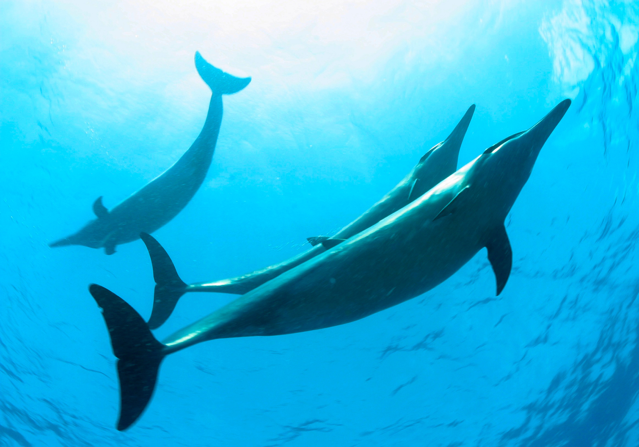 Spinner Dolphins are pictured in this recent undated handout photograph in the Northwestern Hawaii Islands. US President George W. Bush on 15 June 2006 designated the Northwestern Hawaii Islands, spanning 1,400 miles of the Pacific Ocean, as a national monument giving it one of the highest levels of protection. Only those with permits for very specific activities will now have access to the region  permits can be obtained for: research, education, conservation and management, native Hawaiian practices, recreation activities and non-extractive special ocean uses.   AFP PHOTO/NOAA/James WATT / AFP PHOTO / NOAA / James Watt