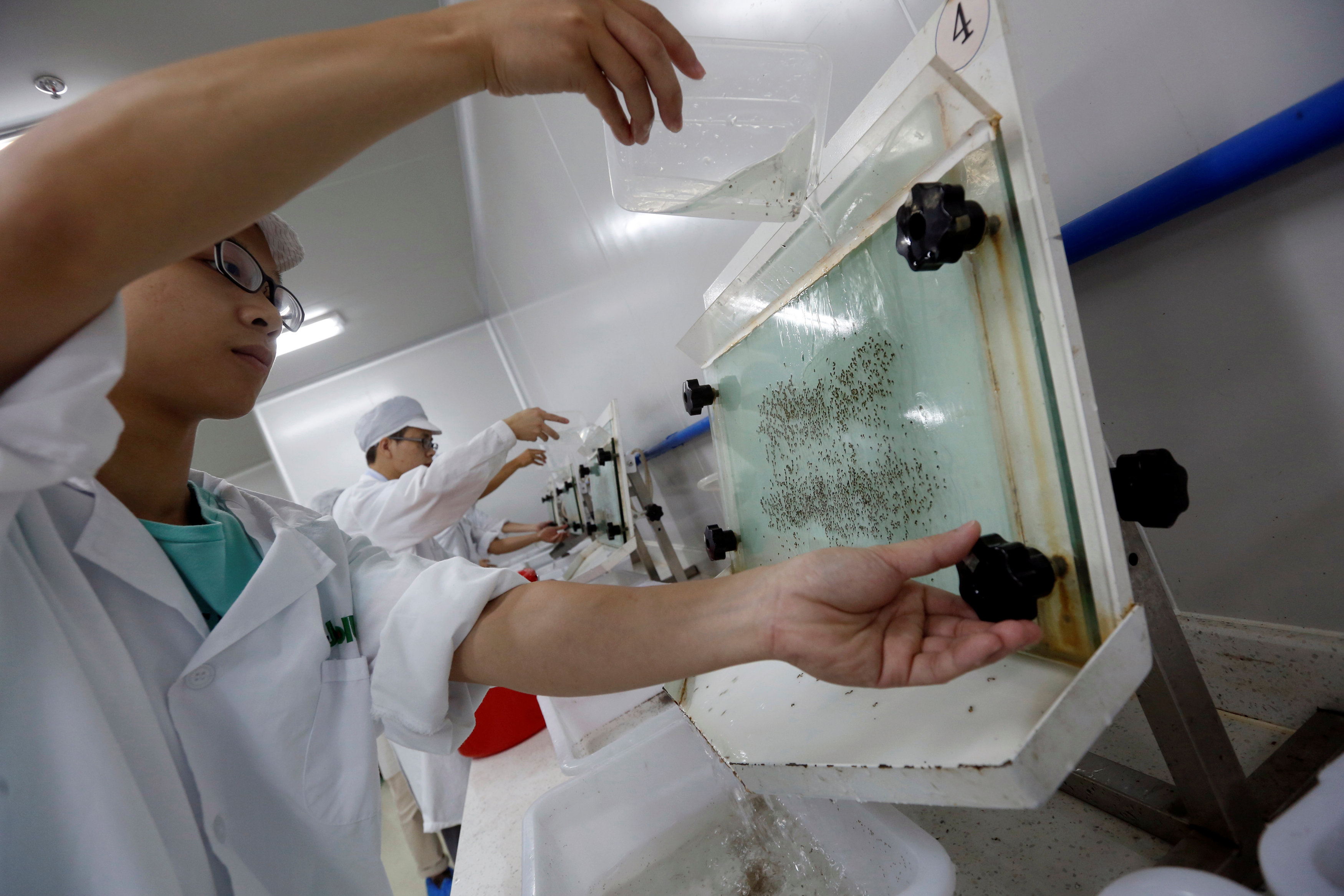 Lab technicians work at a "sex separation area" inside Sun Yat-Sen University-Michigan State University Joint Center of Vector Control for Tropical Disease, the world’s largest "mosquito factory" which breeds millions of bacteria-infected mosquitoes, in the fight against the spread of viruses such as dengue and Zika, in Guangzhou, China July 28, 2016. Picture taken July 28, 2016. REUTERS/Bobby Yip