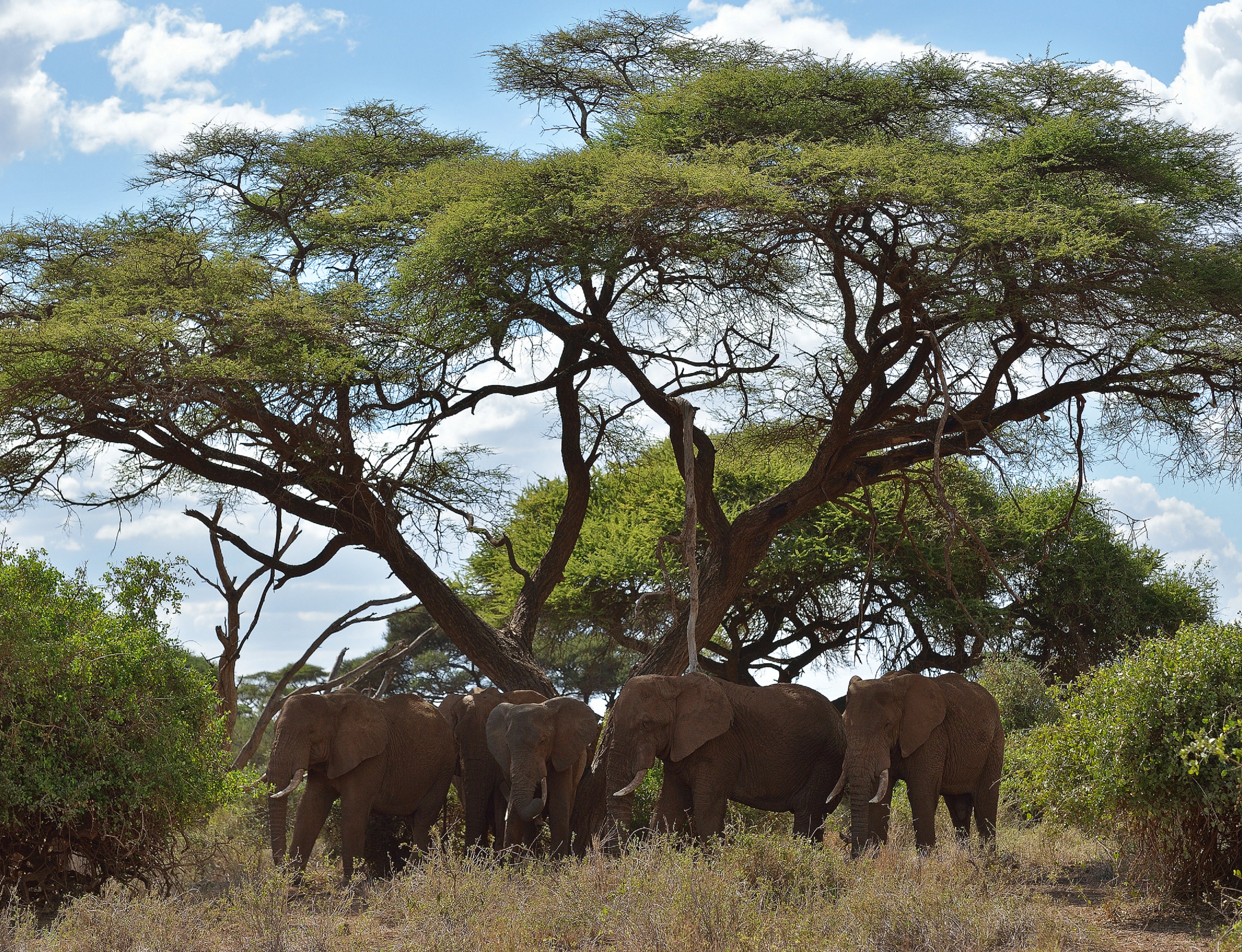 Elephants rest in the shade of a flame tree at the Amboseli national reserve November 13, 2015 at the foot of Mt. Kilimanjaro. The first delegation of the China-Africa Wildlife Ambassadors (CAWA) drawn from some of China's media corporations including JC Decaux China, iFENG.com, Beijing MTR Corporation, Shenzhen Press Group, Fulong Media and DEEP magazine arrived in Kenya as part of China's strategy to use iconic members of society to speak up against ivory trade and mobilizing society to stigmatize ivory consumption. In September this year, Chinese president Xi Jinping announced that China will take significant and timely steps to halt the domestic commercial trade of ivory thought to spur, on average, a killing of an elephant every 15 minutes for its ivory accirding to the International Fund for Animal Welfare (IFAW). AFP PHOTO/Tony KARUMBA / AFP PHOTO / TONY KARUMBA